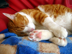 �����Ɓ@���g�����L�̂���