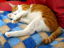 �����Ɓ@���g�����L�̂���