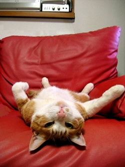 �����Ɓ@���g�����L�̂���