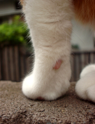 �����Ɓ@���g�����L�̂���