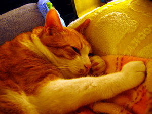 �����Ɓ@���g�����L�̂���