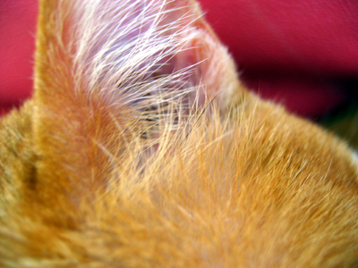 �����Ɓ@���g�����L�̂���