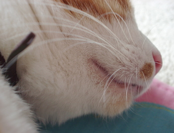 �����Ɓ@���g�����L�̂���