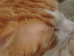 �����Ɓ@���g�����L�̂���