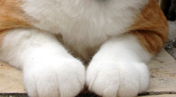 �����Ɓ@���g�����L�̂���