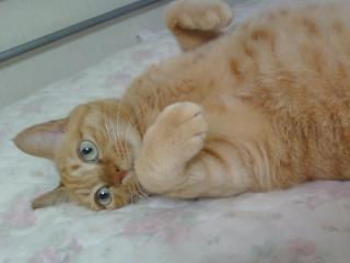 ���g�����L