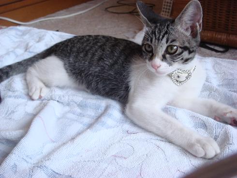 ���U���L��y�� No.2 �m�V�F���A�����