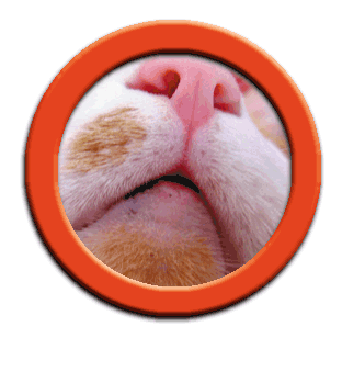 ���g�����L�E���܂̂��U�������u���O