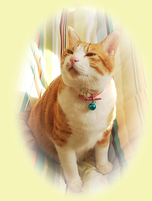 ���g�����L�E���܂̂��U������