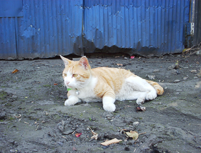 IS FACTORY ���g�����L�E���܂̂��U������