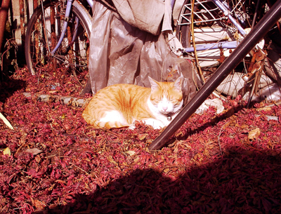 IS FACTORY ���g�����L�E���܂̂��U������