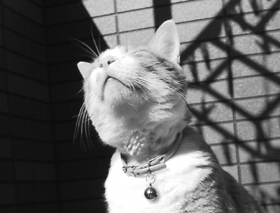 IS FACTORY ���g�����L�E���܂̂��U������