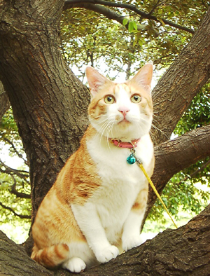 IS FACTORY ���g�����L�E���܂̂��U������