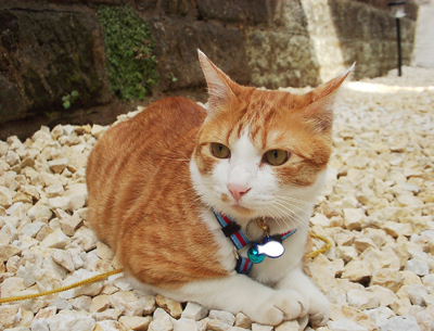 IS FACTORY ���g�����L�E���܂̂��U������