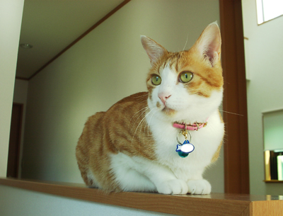 IS FACTORY ���g�����L�E���܂̂��U������