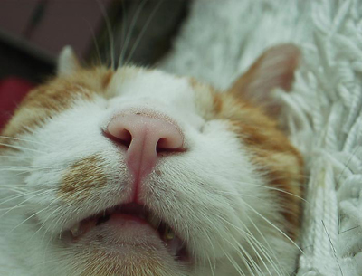 IS FACTORY ���g�����L�E���܂̂��U������