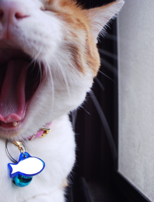 IS FACTORY ���g�����L�E���܂̂��U������