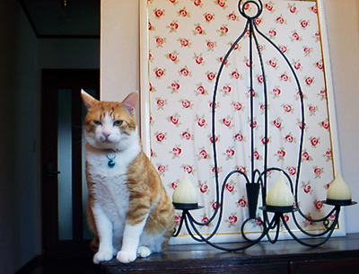 IS FACTORY ���g�����L�E���܂̂��U������