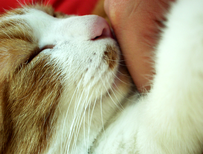 IS FACTORY ���g�����L�E���܂̂��U������