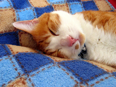 IS FACTORY ���g�����L�E���܂̂��U������