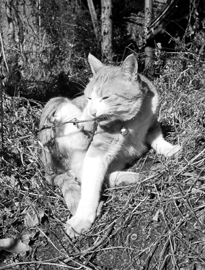 IS FACTORY ���g�����L�E���܂̂��U������