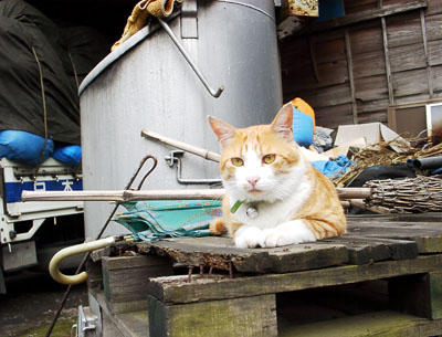 IS FACTORY ���g�����L�E���܂̂��U������