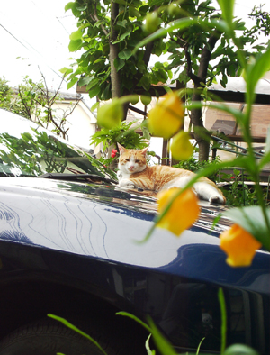 IS FACTORY ���g�����L�E���܂̂��U������