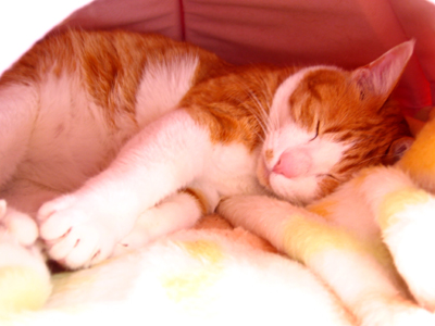 IS FACTORY ���g�����L�E���܂̂��U������