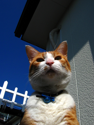 IS FACTORY ���g�����L�E���܂̂��U������