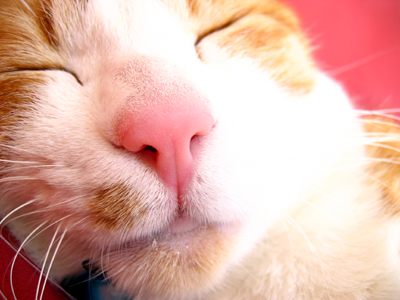 IS FACTORY ���g�����L�E���܂̂��U������