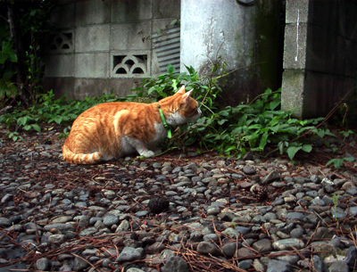 IS FACTORY ���g�����L�E���܂̂��U������