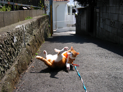 IS FACTORY ���g�����L�E���܂̂��U������