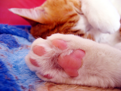 IS FACTORY ���g�����L�E���܂̂��U������