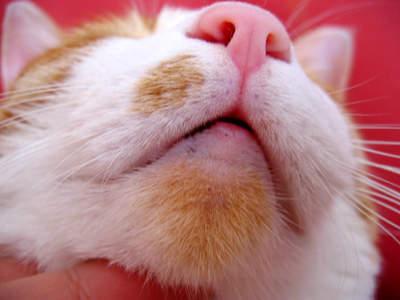 IS FACTORY ���g�����L�E���܂̂��U������