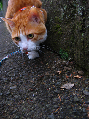 IS FACTORY ���g�����L�E���܂̂��U������