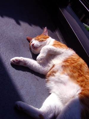 IS FACTORY ���g�����L�E���܂̂��U������