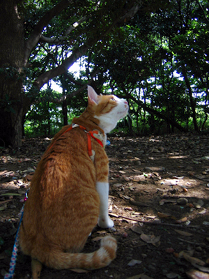 IS FACTORY ���g�����L�E���܂̂��U������