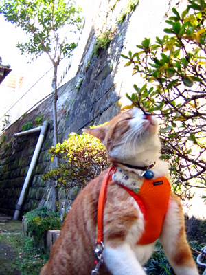 IS FACTORY ���g�����L�E���܂̂��U������