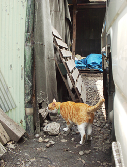 ���g�����L�E���܂̂��U������