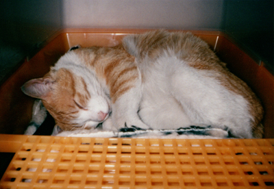 ���g�����L�E���܂̂��U������