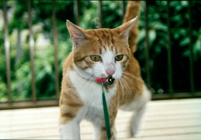 ���g�����L�E���܂̂��U������