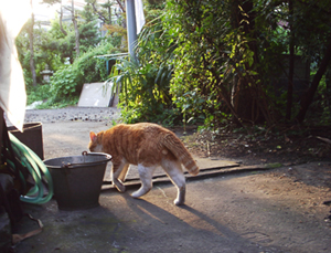 ���g�����L�E���܂̂��U������