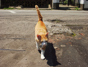 ���g�����L�E���܂̂��U������