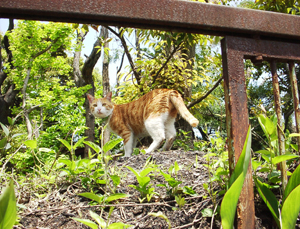 ���g�����L�E���܂̂��U������