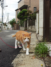 ���g�����L�E���܂̂��U������