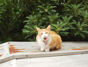 ���g�����L�E���܂̂��U������