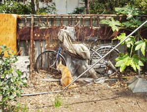 ���g�����L�E���܂̂��U������