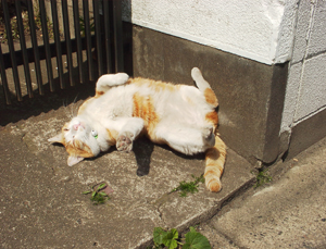 ���g�����L�E���܂̂��U������