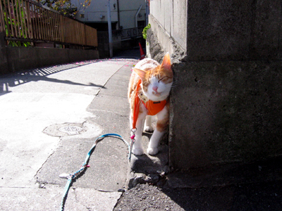 ���g�����L�E���܂̂��U������