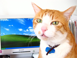 ���g�����L�E���܂̂��U������